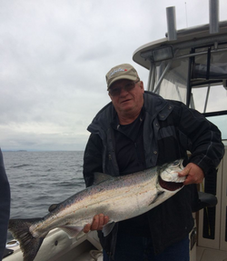 Sockeye Salmon In BC